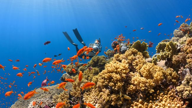 10 Spot Diving Terbaik di Indonesia yang Mendunia, Suguhkan Indahnya Surga Bawah Laut!